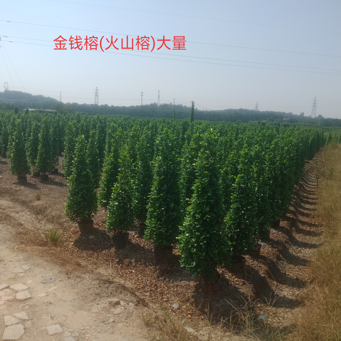 金钱榕(火山榕 长春供求世界