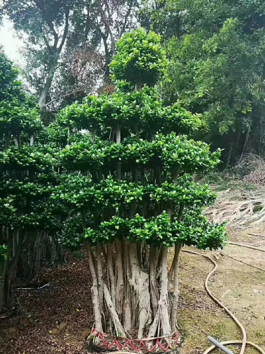 广东长年供应火山榕(金钱榕)  四季长青!现挖现卖!