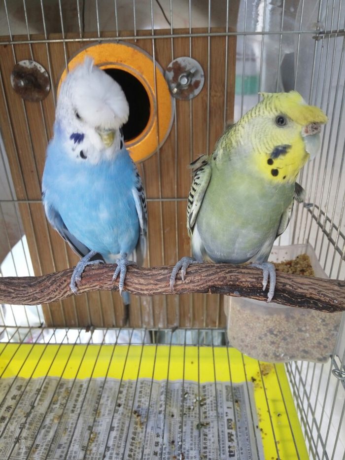 全冠雨衣卷背虎皮鹦鹉一对