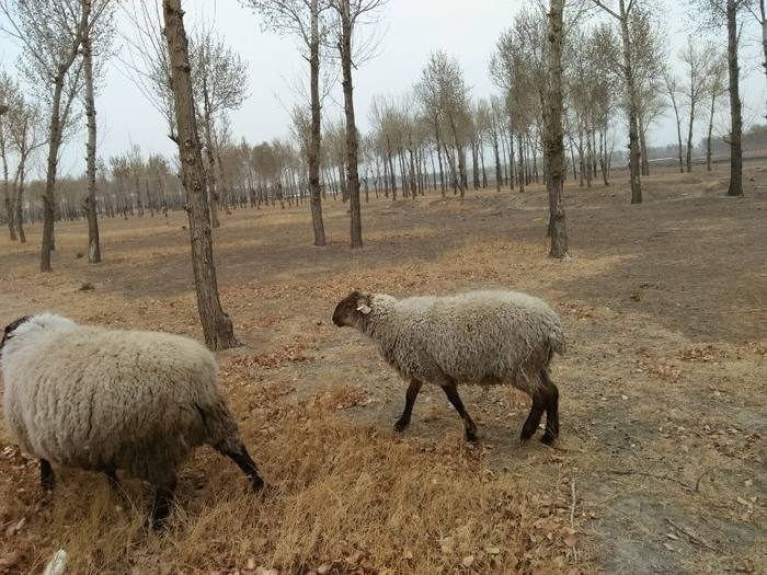 卖两只萨福克公羊,一只三岁口的,一只一岁的