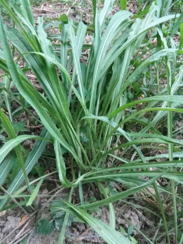 斩龙草从小到大的图片图片