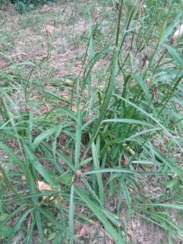 斩龙草 别名千里光