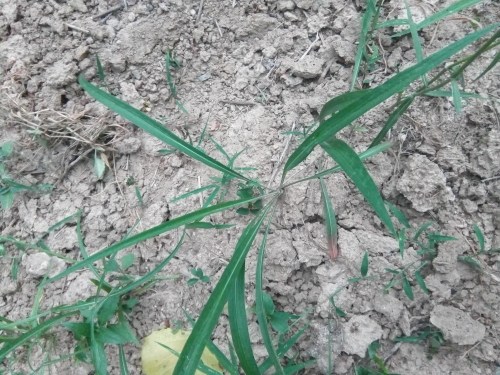 斩龙草别名千里光- - 扶余供求世界