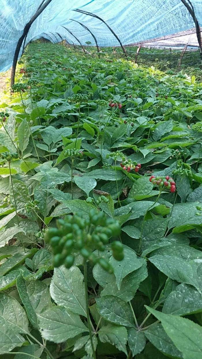 种林下参,有想法的请联系史先生:13904242217,产地桓仁古城镇碱厂沟村