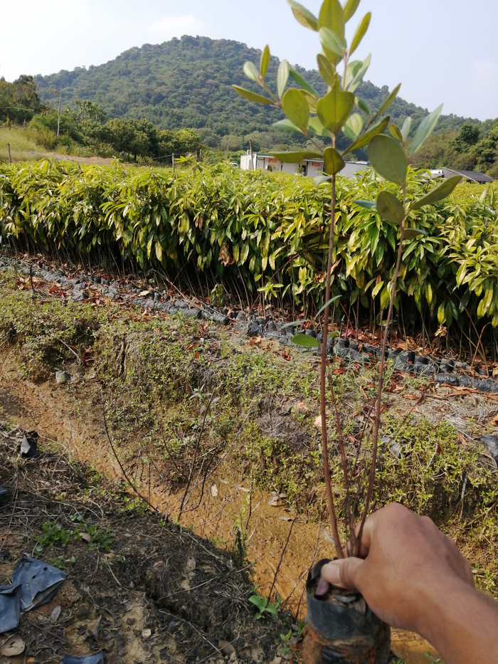 山稔苗山稔子小苗- - 鲅鱼圈区供求世界