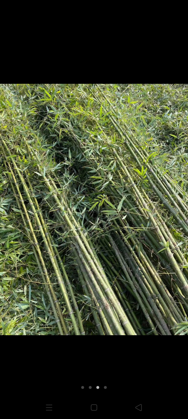 详细介绍   这种竹子适合东北种植,零下30度抗寒欢迎订购