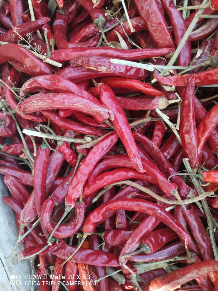 大量供应内蒙开鲁北京红干椒- - 宁陕县供求世界