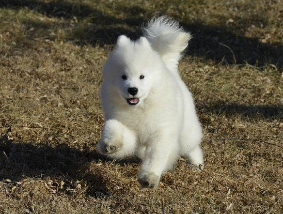 赛级萨摩耶犬保纯种-保健康迷人眼球微笑萨摩耶