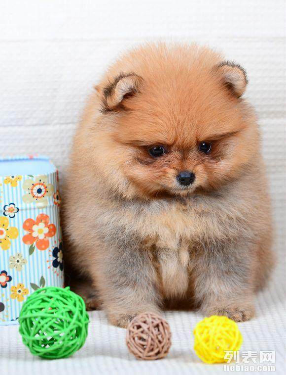 家庭繁殖哈多利球体博美黄色白色可挑选质保- - 长春供求世界