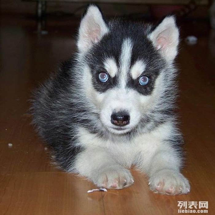转让哈士奇幼犬超酷三火蓝眼健康品质保障- - 哈尔滨供求世界
