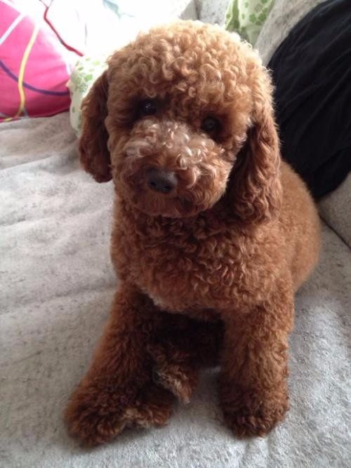 精品泰迪品相一流包健康可上门选购- - 上海供求世界