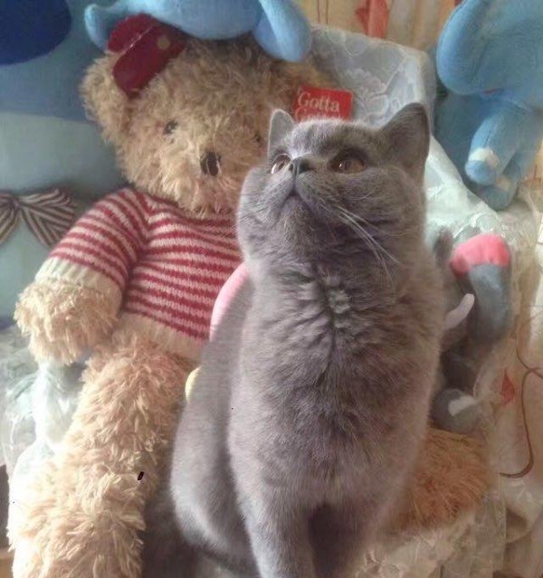 英短蓝猫成母 赛季血统